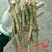 鲜人参自家种的刚起