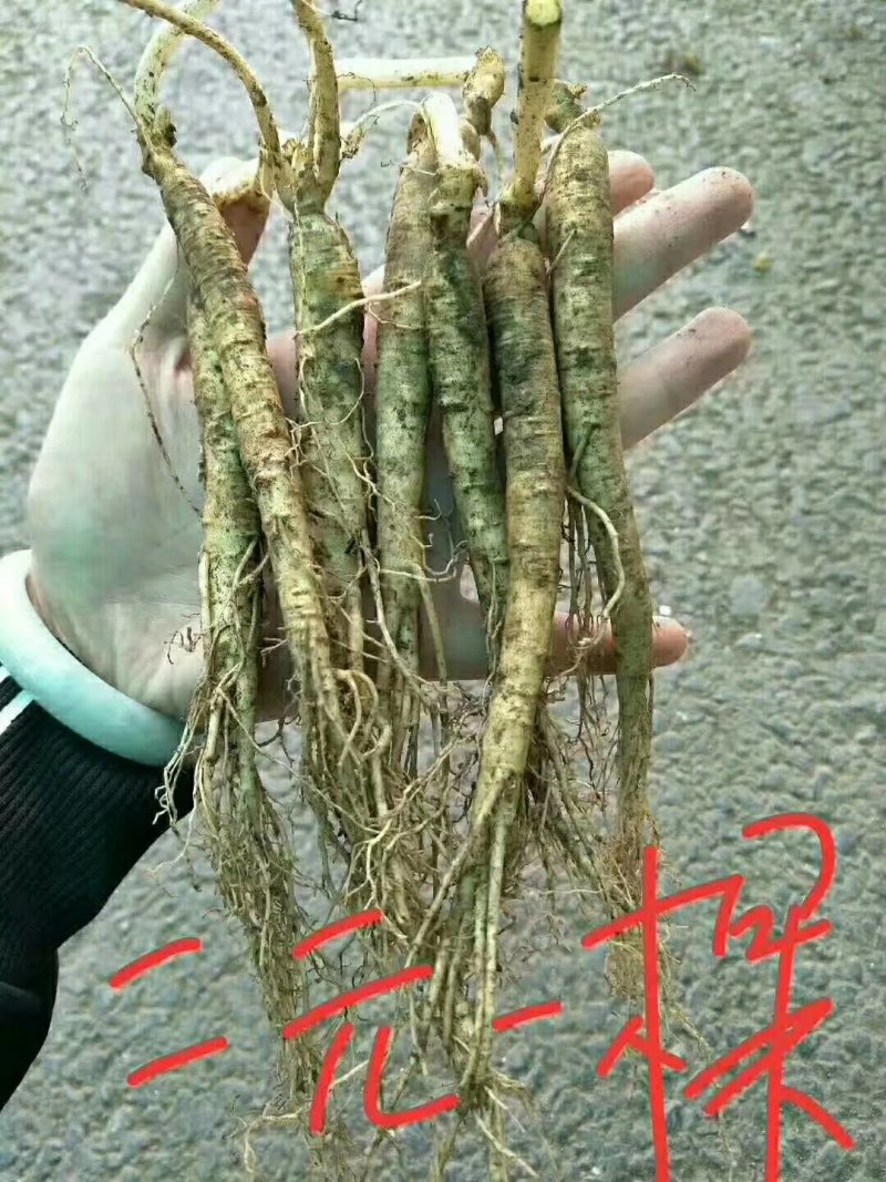 鲜人参自家种的刚起