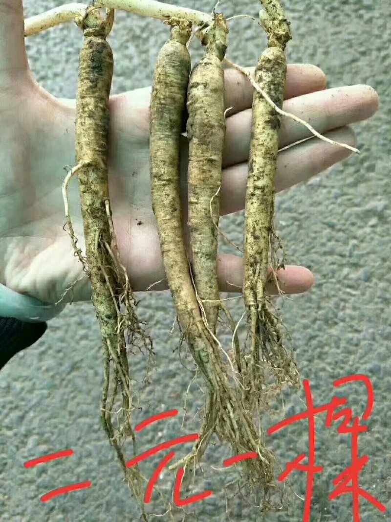 鲜人参自家种的刚起