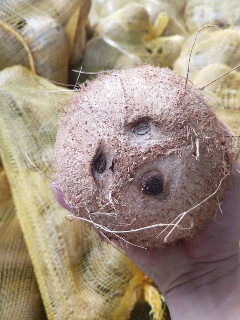 越南毛椰子
