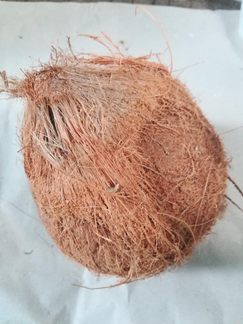 越南毛椰子