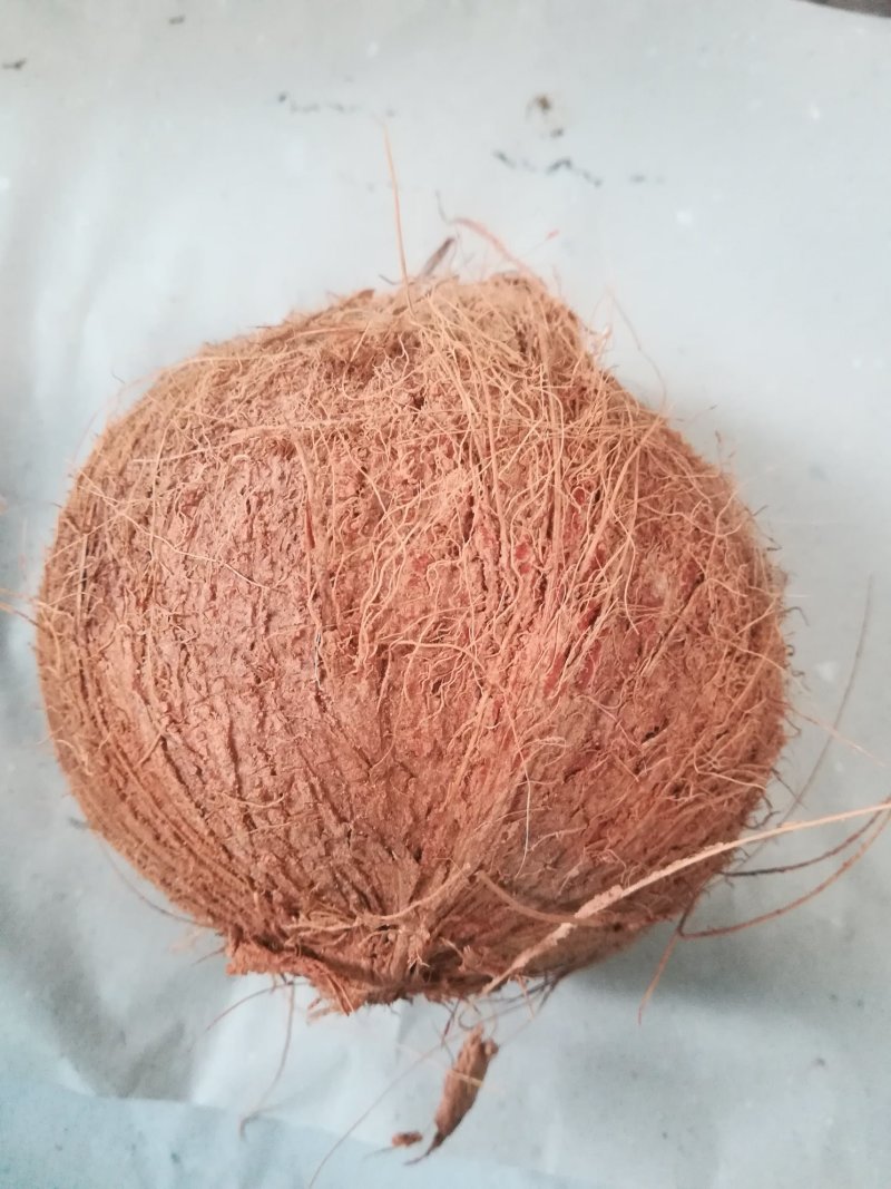 越南毛椰子