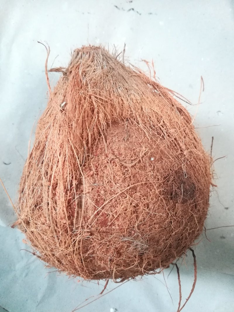 越南毛椰子