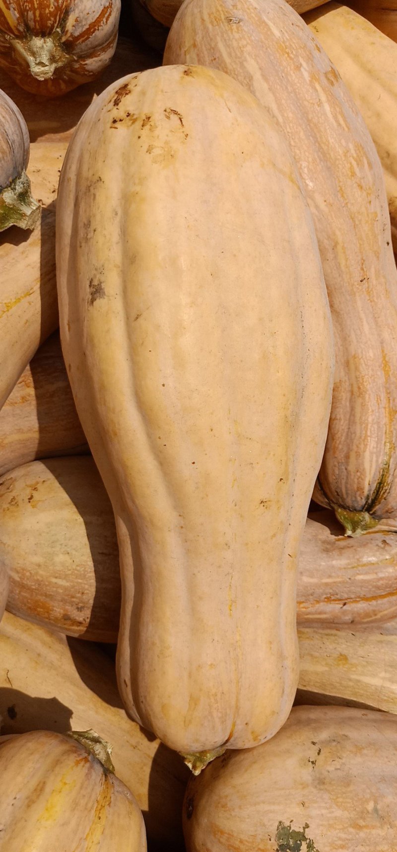 金韩密本