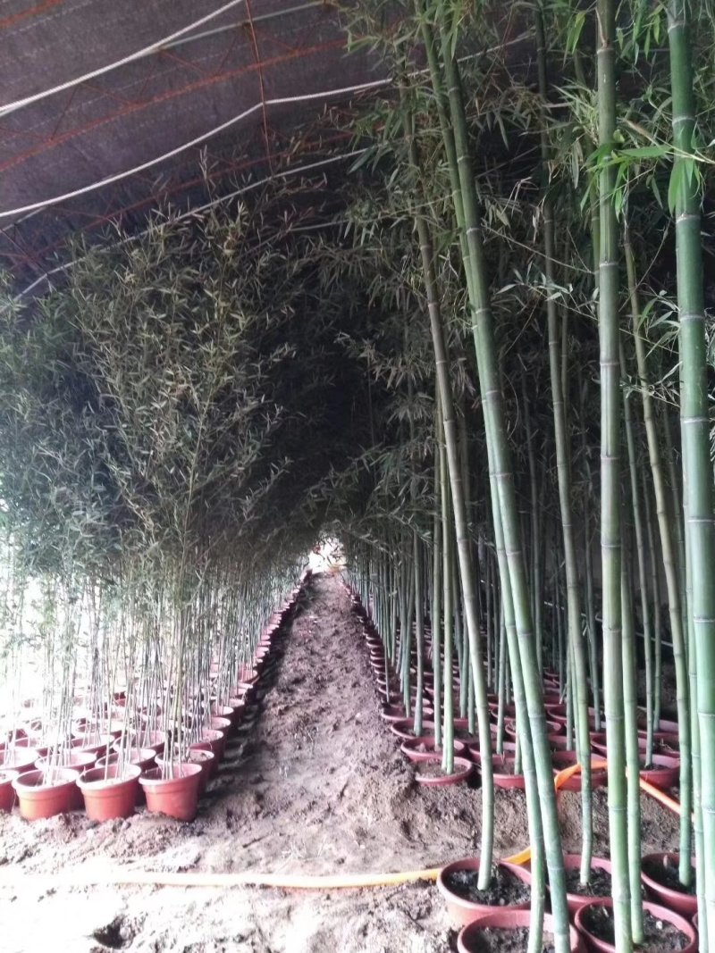 出售竹子，大小粗细都有，金镶玉罗汉竹早园竹银环竹，