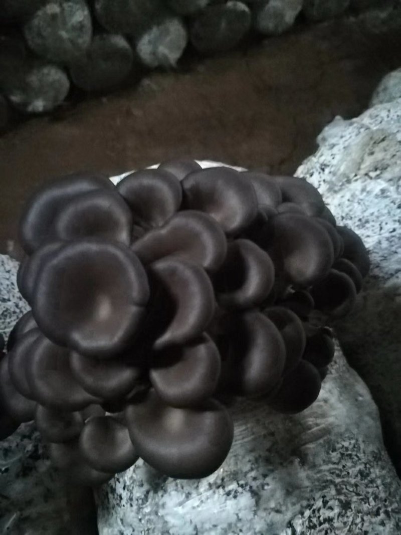 优质高效抗病平菇菌棒