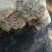 优质高效抗病平菇菌棒