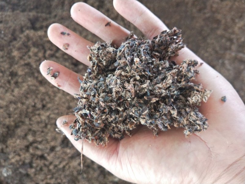 优质高效抗病平菇菌棒