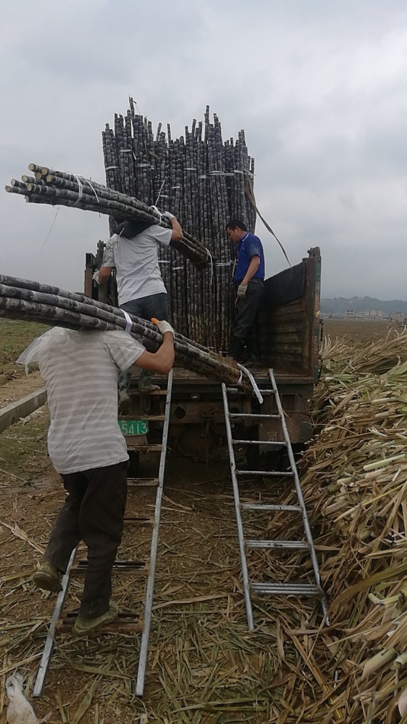 黑皮甘蔗，产地直销，质量保证，提供返程货车。