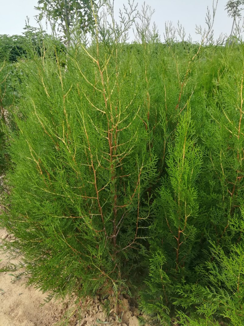 侧柏