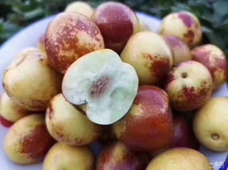 冬枣