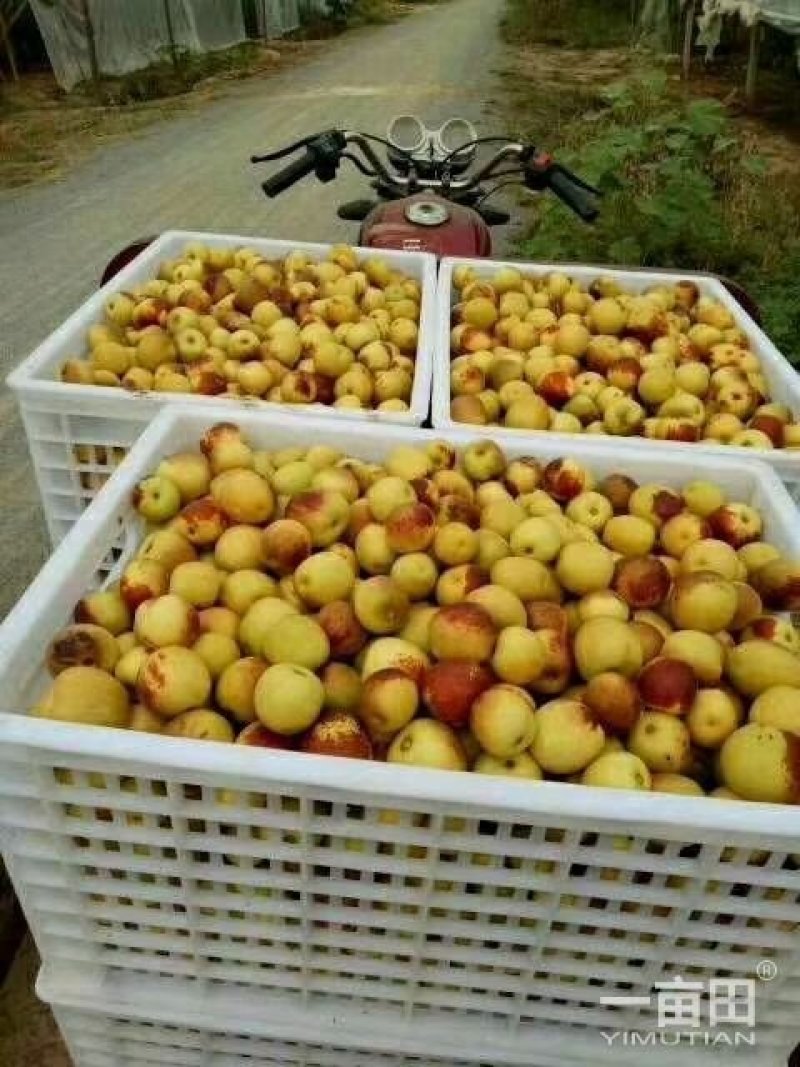 冬枣