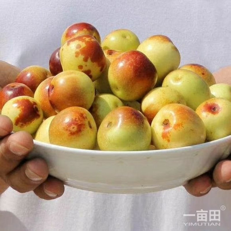 冬枣