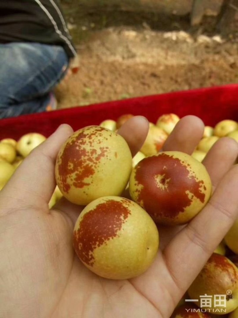 冬枣