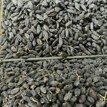 黑加仑葡萄干土库曼斯坦一级货，大颗粒，甜度高