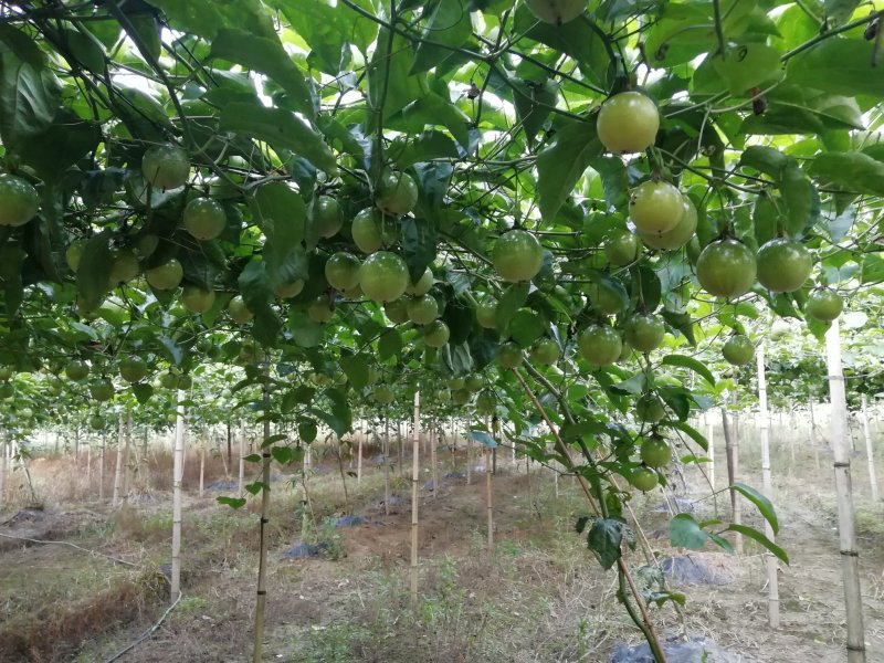 黄金百香果