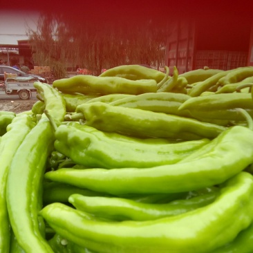 我们这儿尖椒大量上市椒长肉厚口感好
