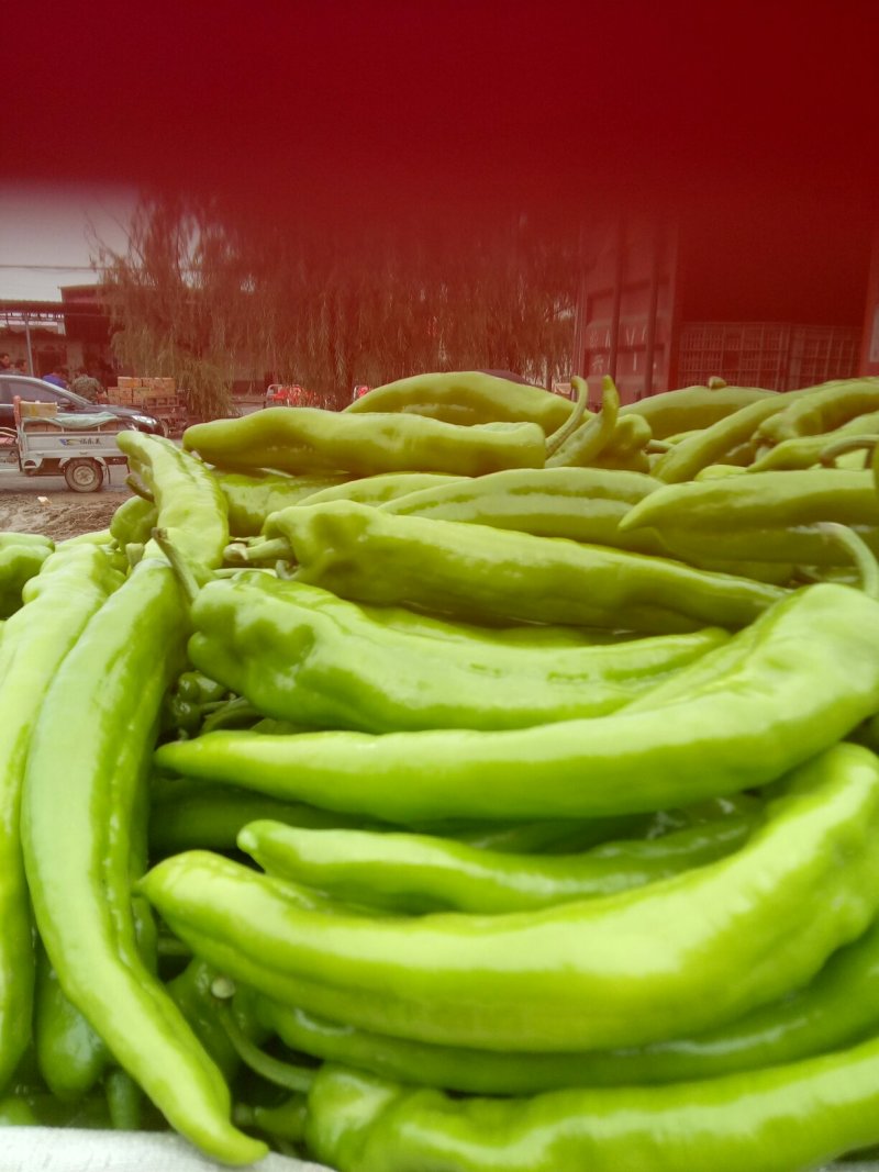 我们这儿尖椒大量上市椒长肉厚口感好