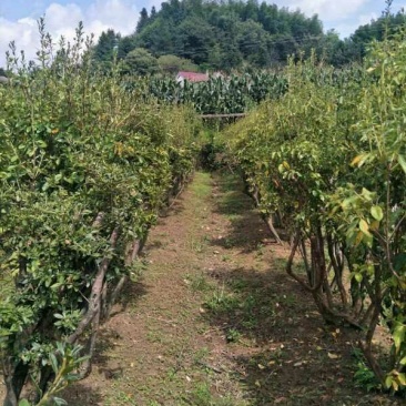 映山红树桩