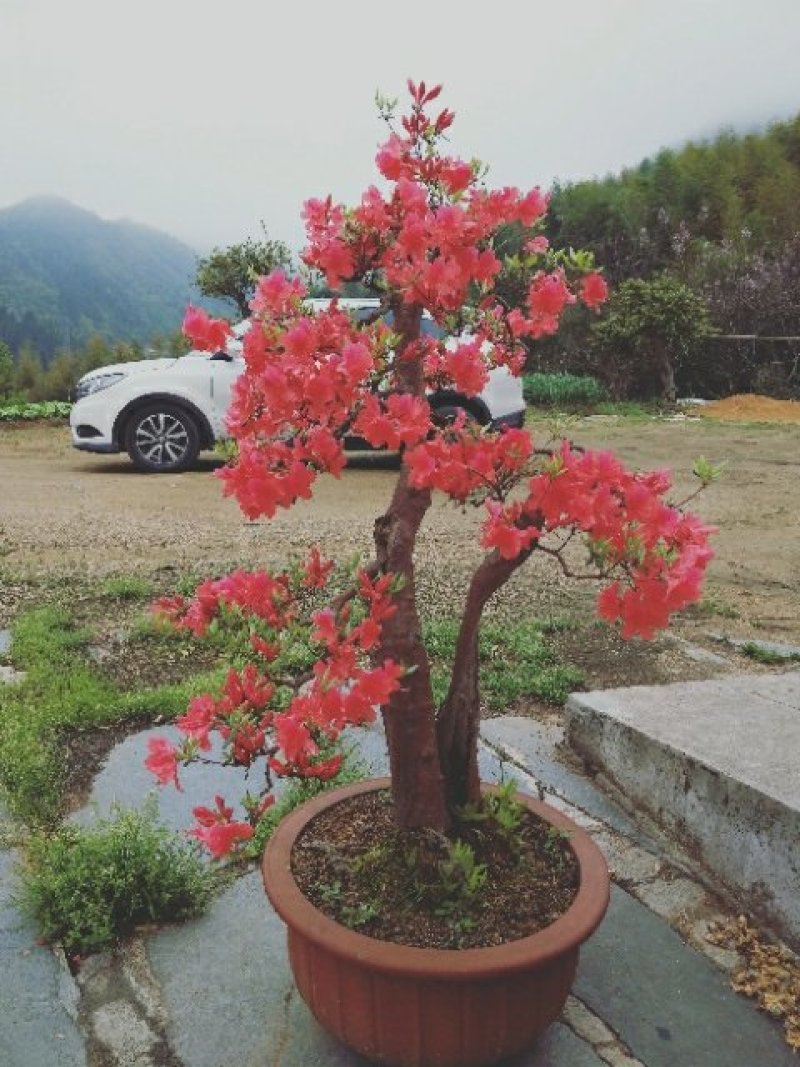 映山红树桩