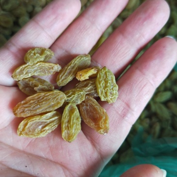 新疆吐鲁番葡萄干20斤一箱无籽无沙