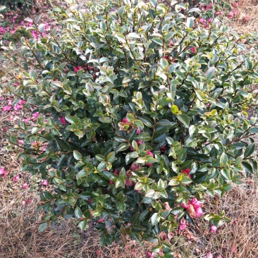 茶梅小毛球，茶梅球冠幅80/100/120cm