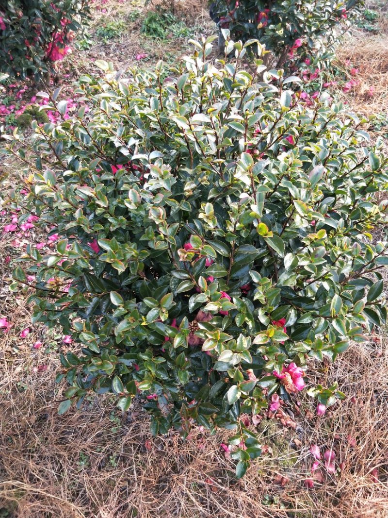 茶梅小毛球，茶梅球冠幅80/100/120cm