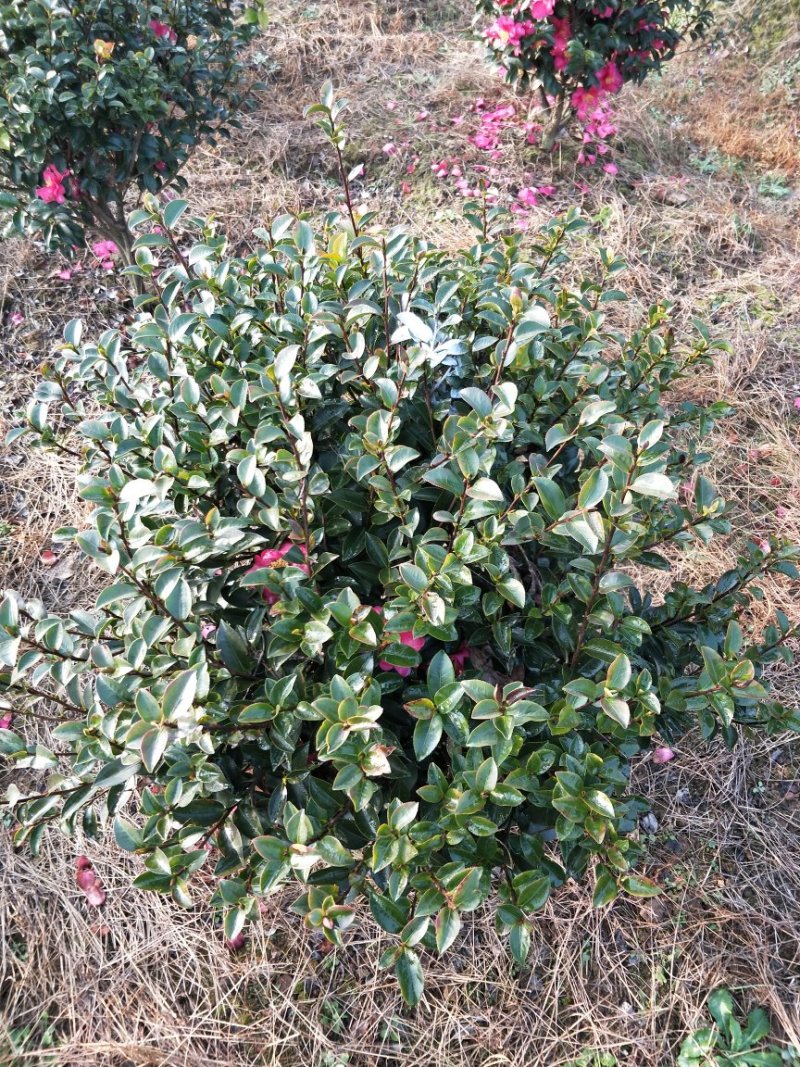 茶梅小毛球，茶梅球冠幅80/100/120cm