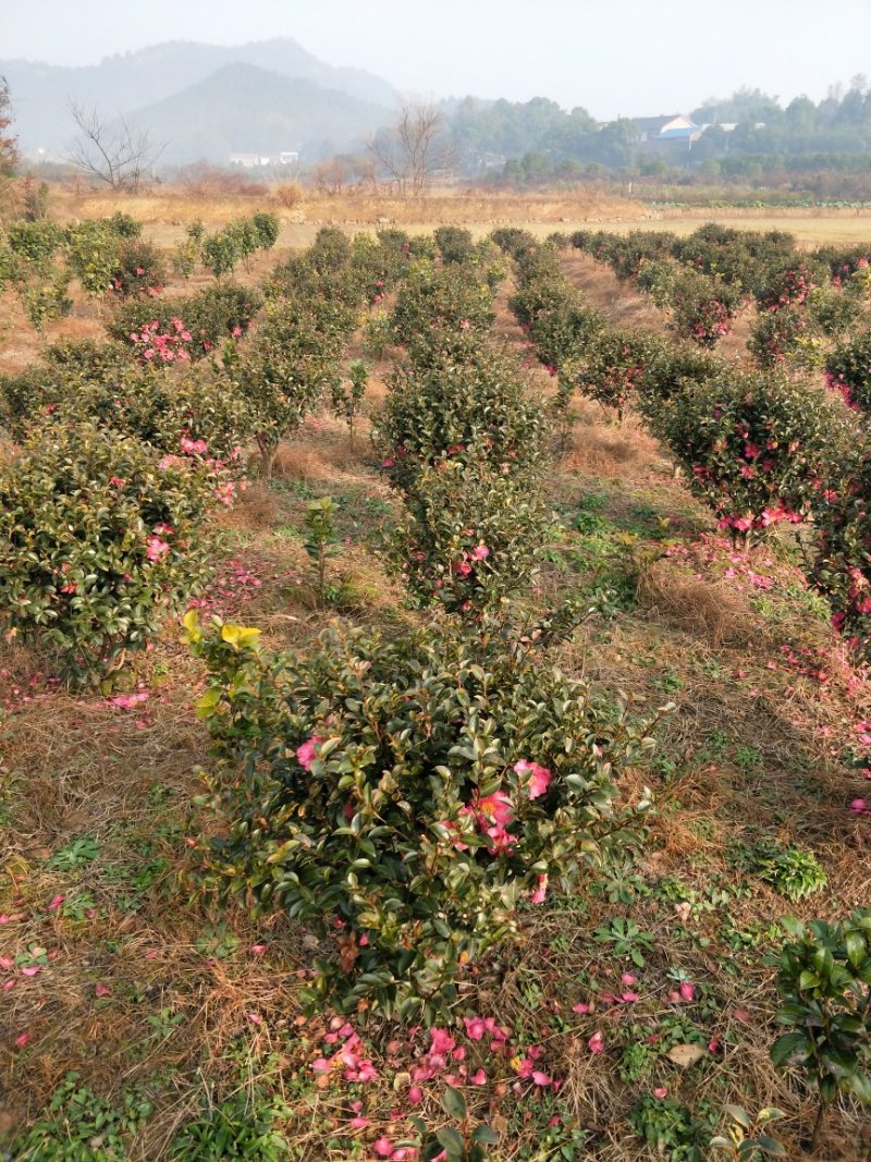 茶梅小毛球，茶梅球冠幅80/100/120cm