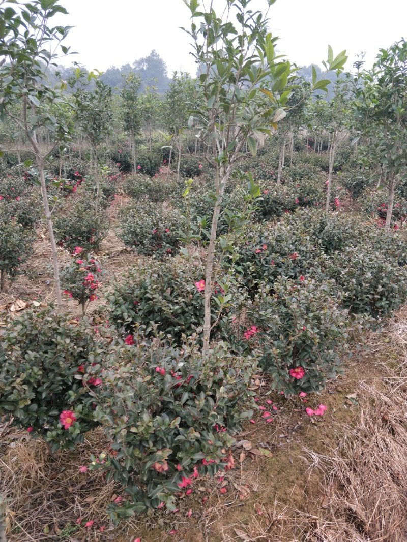 茶梅小毛球，茶梅球冠幅80/100/120cm