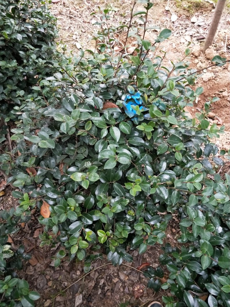 茶梅小毛球，茶梅球冠幅80/100/120cm