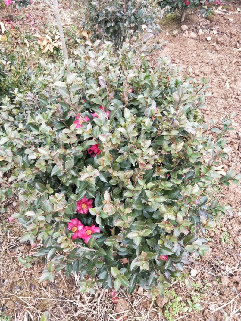 茶梅小毛球，茶梅球冠幅80/100/120cm