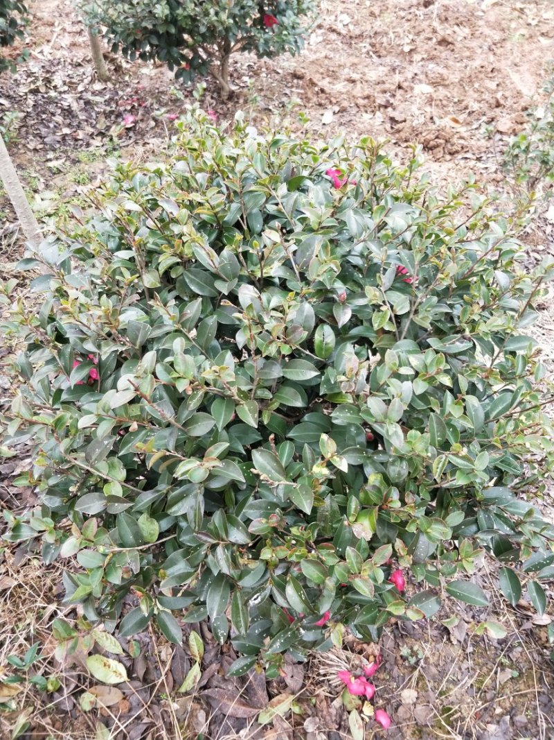 茶梅小毛球，茶梅球冠幅80/100/120cm
