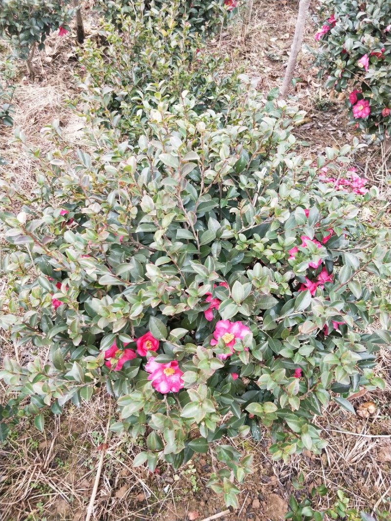 茶梅小毛球，茶梅球冠幅80/100/120cm