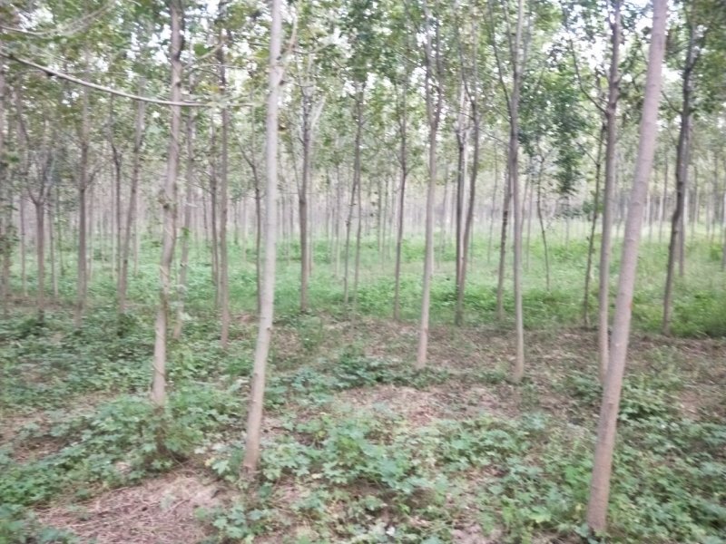 白蜡5-8cm