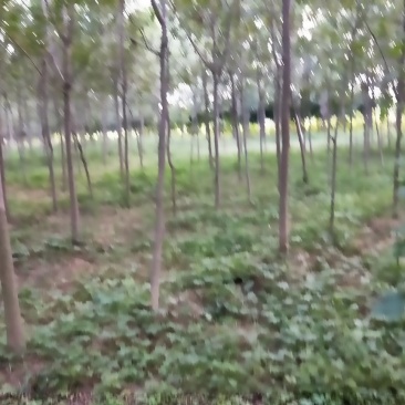 白蜡5-8cm