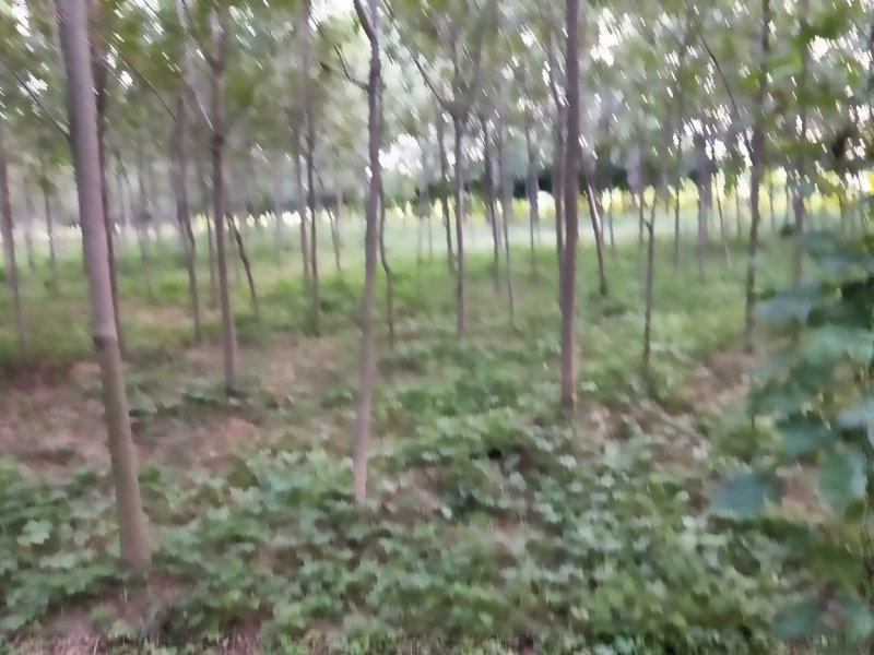 白蜡5-8cm
