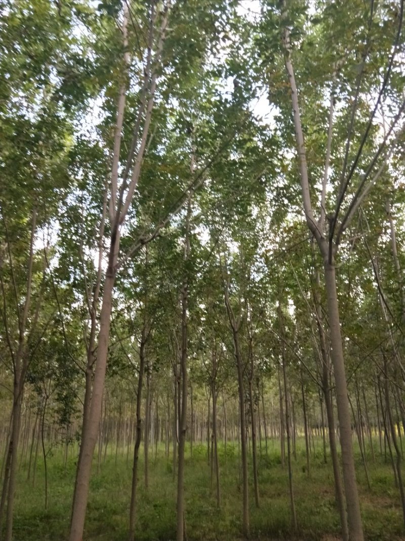 白蜡5-8cm
