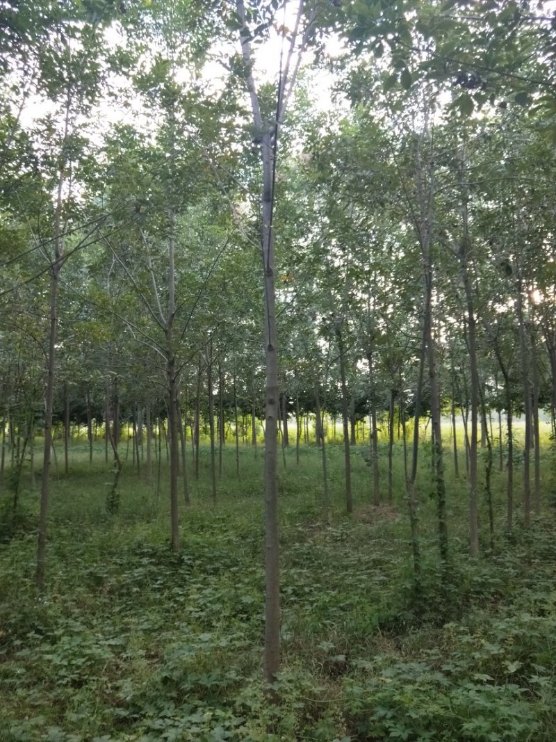 白蜡5-8cm