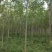 白蜡5-8cm