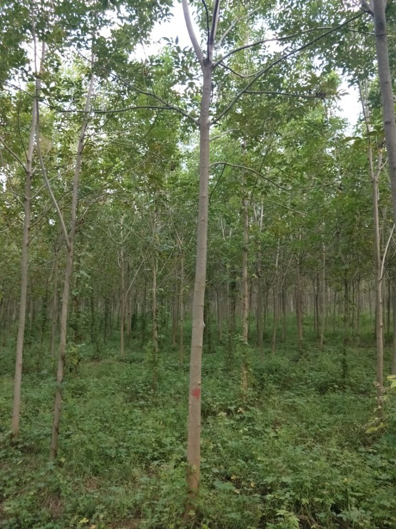 白蜡5-8cm