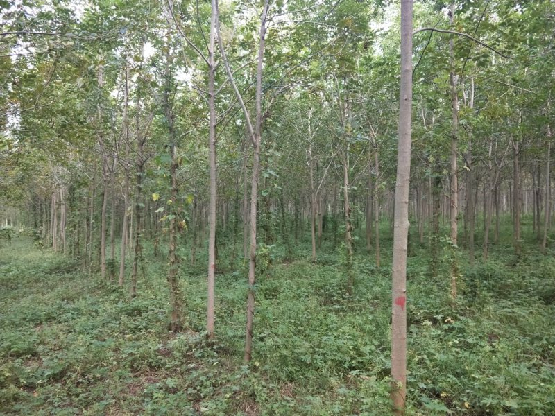 白蜡5-8cm