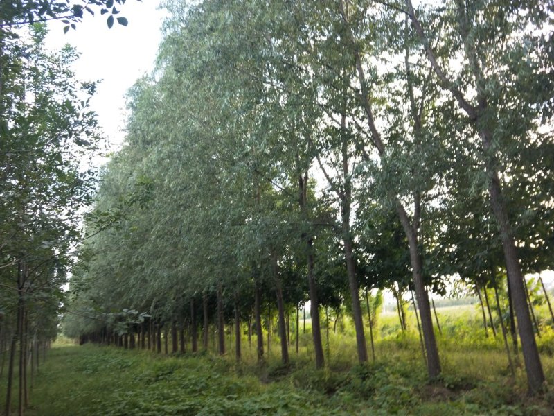 白蜡5-8cm