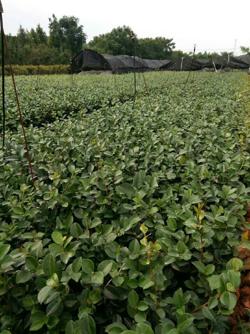 茶梅地苗球类杯苗10一40公分基地直销