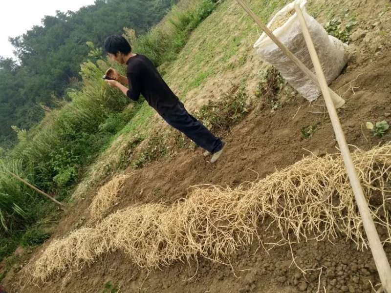 鱼腥草，漂亮的鱼腥草，又白又嫩