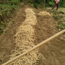 鱼腥草，漂亮的鱼腥草，又白又嫩