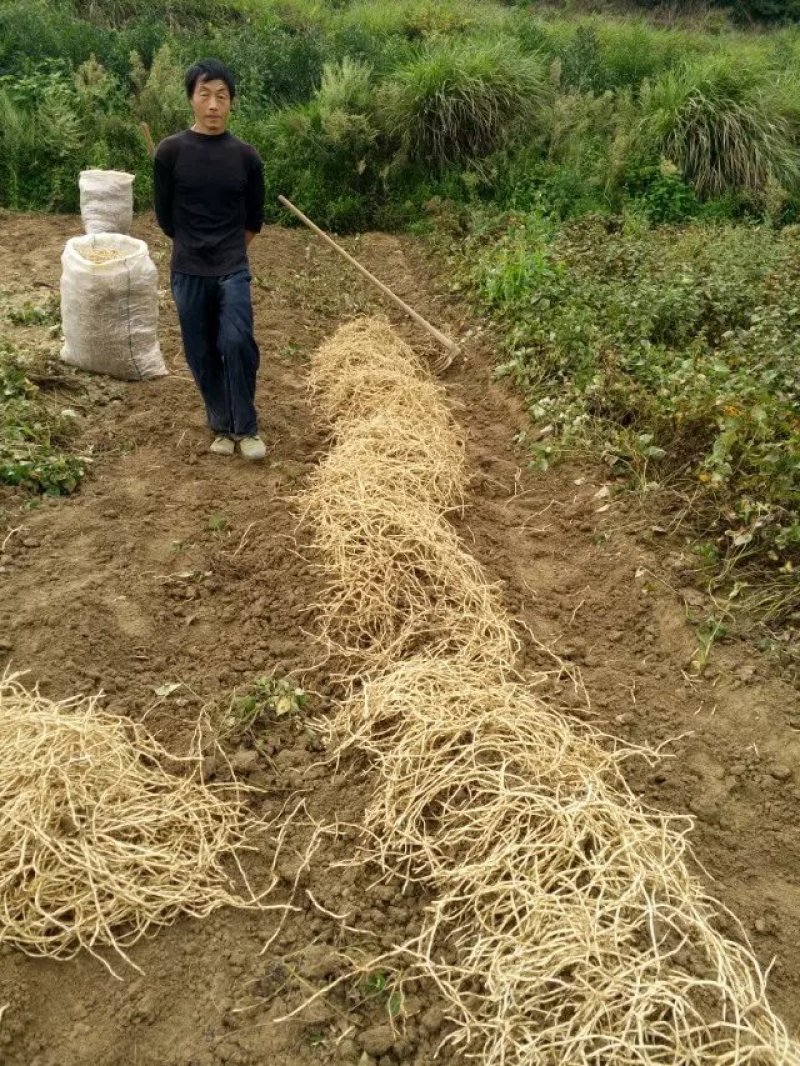 鱼腥草，漂亮的鱼腥草，又白又嫩