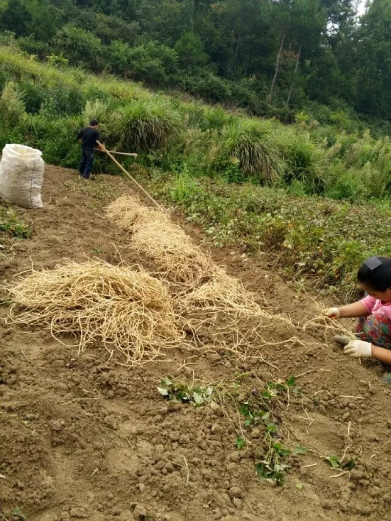 鱼腥草，漂亮的鱼腥草，又白又嫩