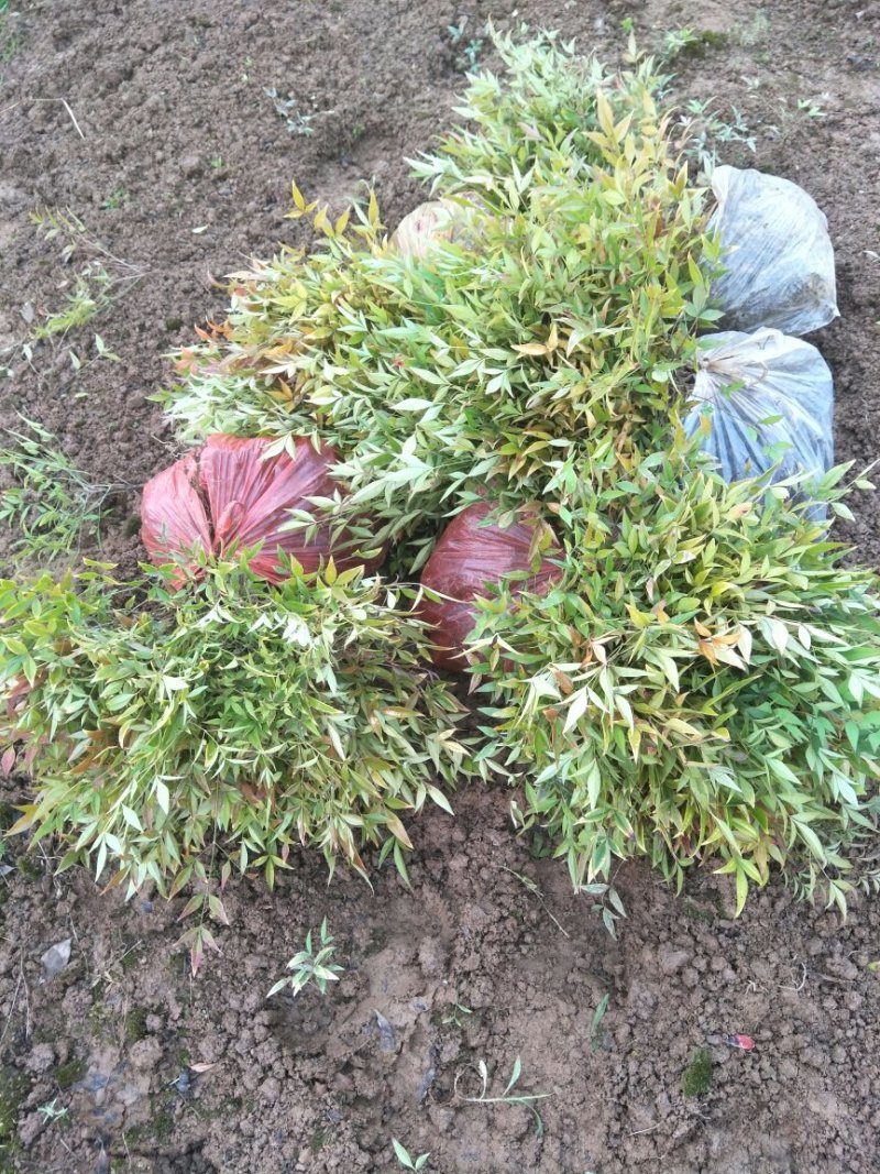 绿化苗木南天竹，南天竹小苗10~30cm