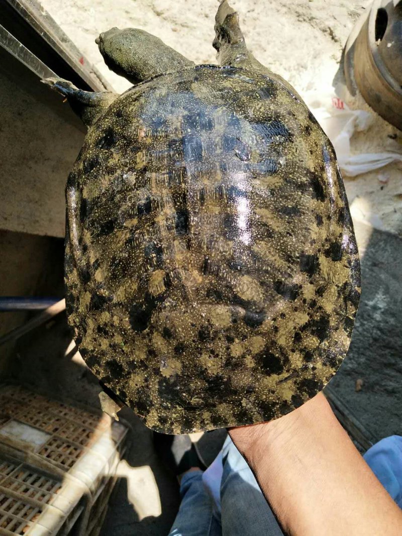 野生甲鱼